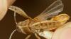 Calliptamus siciliae